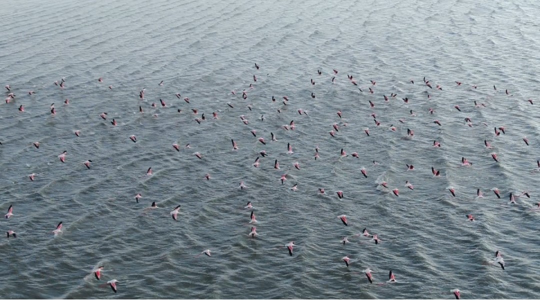 Flamingolar kuraklığa rağmen Erçek Gölü’nde