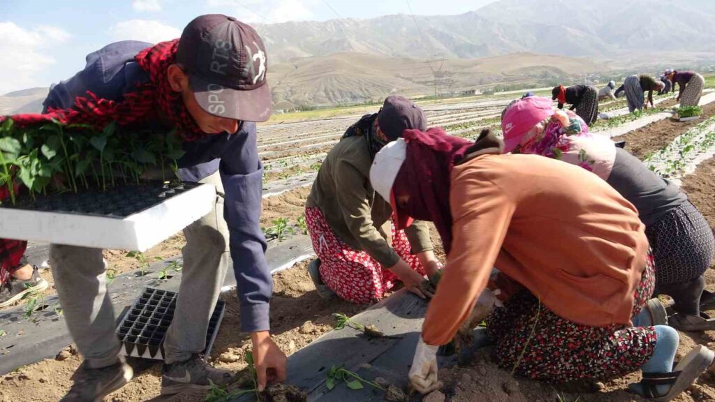 Mevsimlik tarım işçileri bunaltıcı sıcaklara rağmen tarlalarda çalışıyor