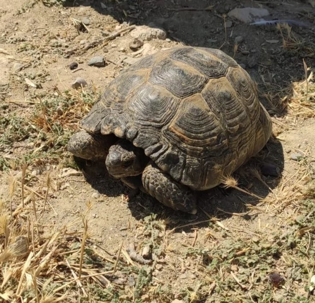 Kuyuda mahsur kalan kaplumbağalar kurtarıldı