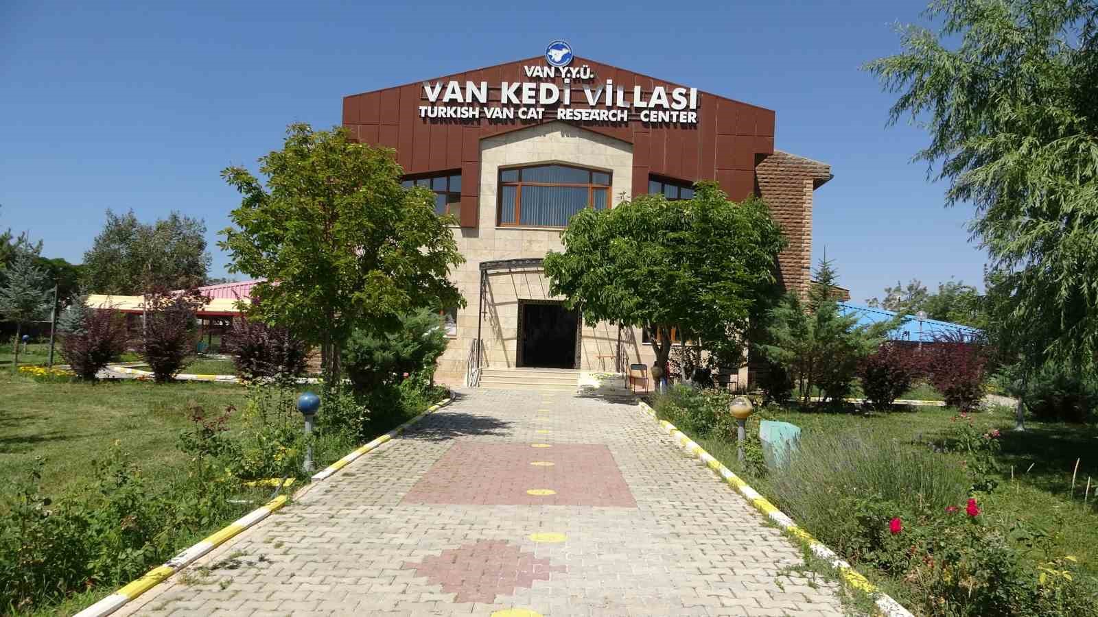 Van kedilerinin havuzlu villada ikinci parti doğumu gerçekleşti