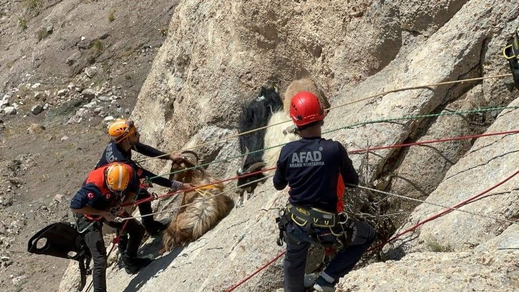 Van’da keçi kurtarma operasyonu