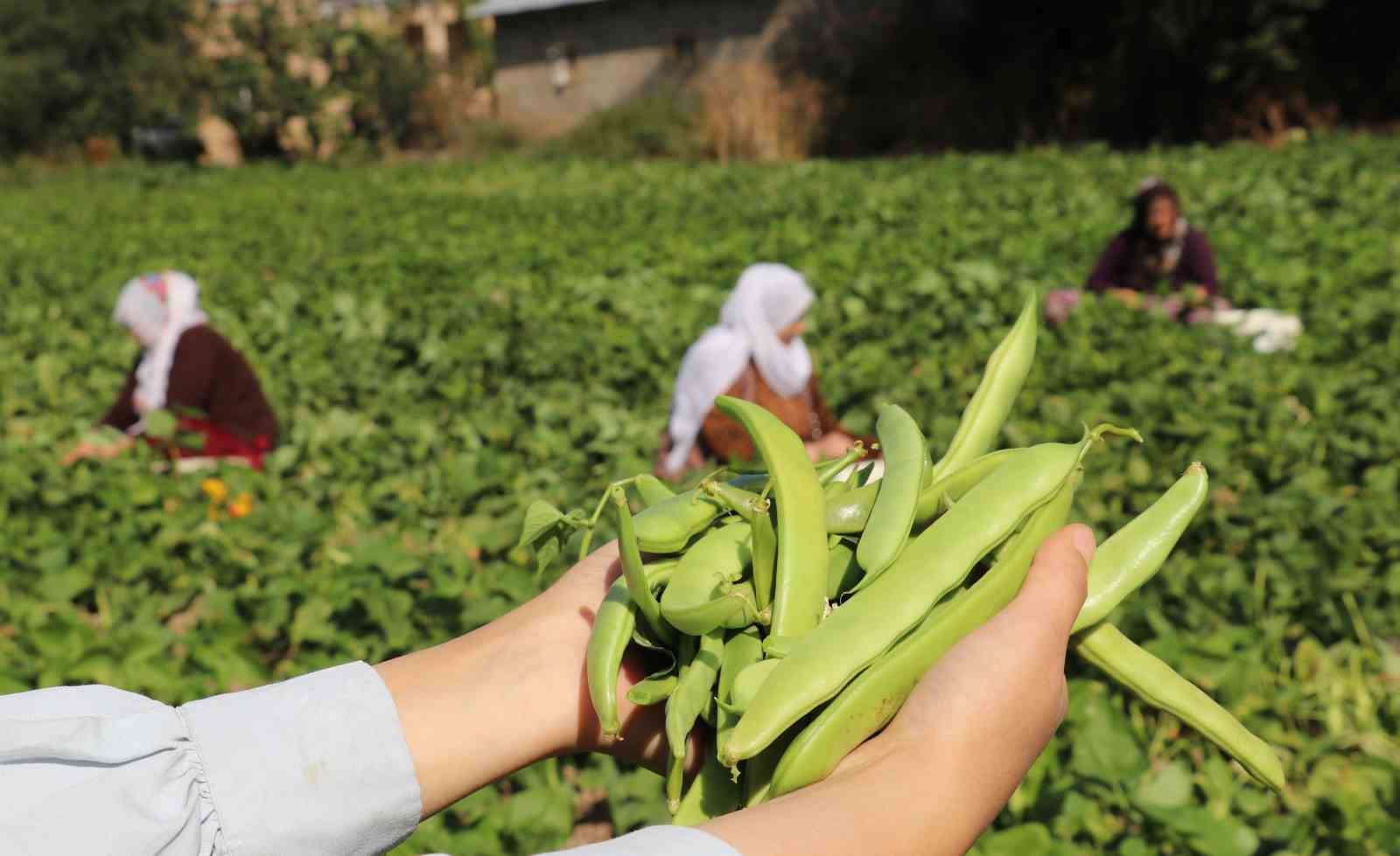 Gevaş fasulyesi tescillendi