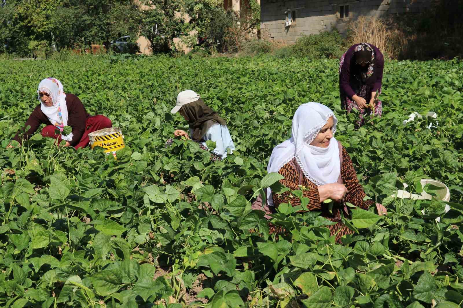 Gevaş fasulyesi tescillendi