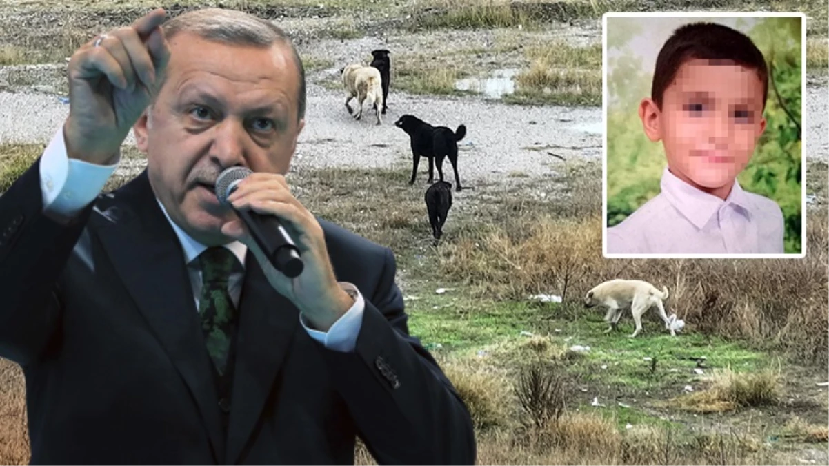 Ankara'daki vahşete sessiz kalamadı! Cumhurbaşkanı Erdoğan'dan sokak köpekleri mesajı: Bu sorunu mutlaka çözeceğiz