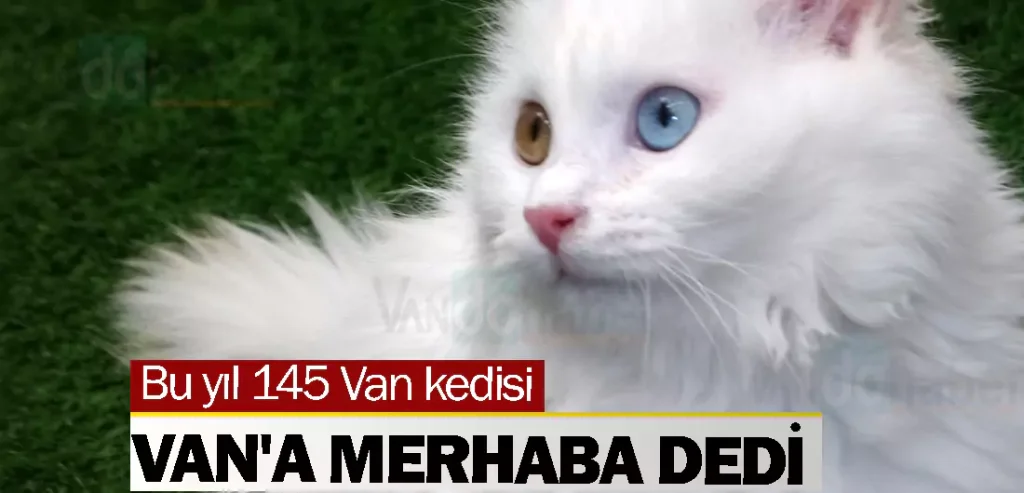 Bu yıl 145 Van kedisi Van'a merhaba dedi