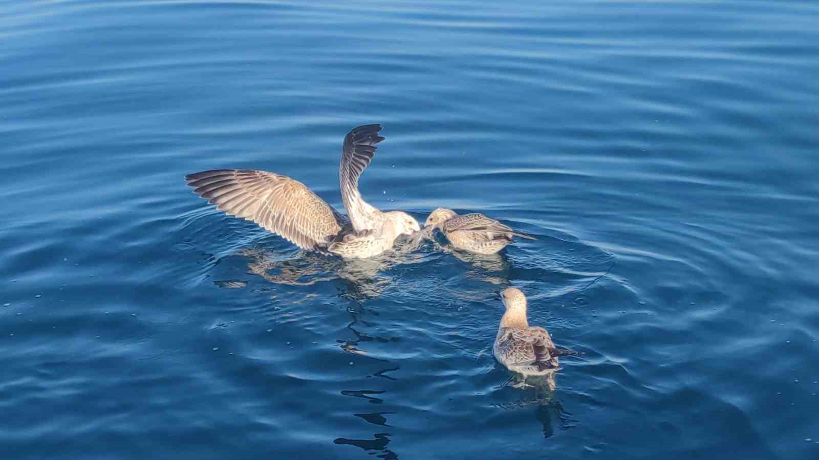 Martıların Van Gölü’ndeki hayat mücadelesi