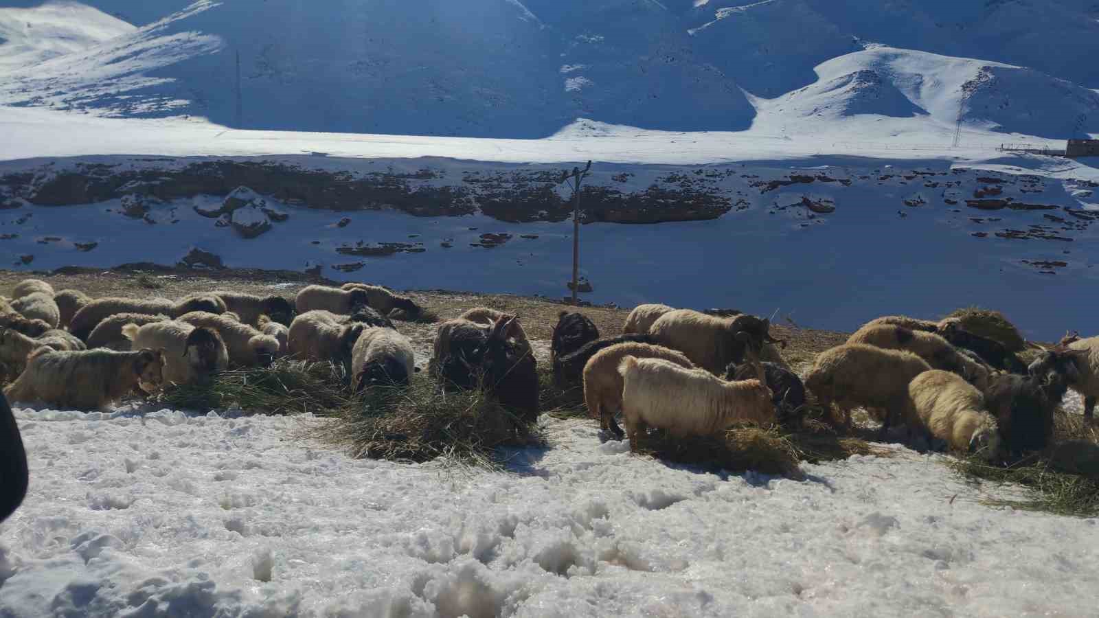 Van’da besicilerin zorlu kış mesaisi devam ediyor