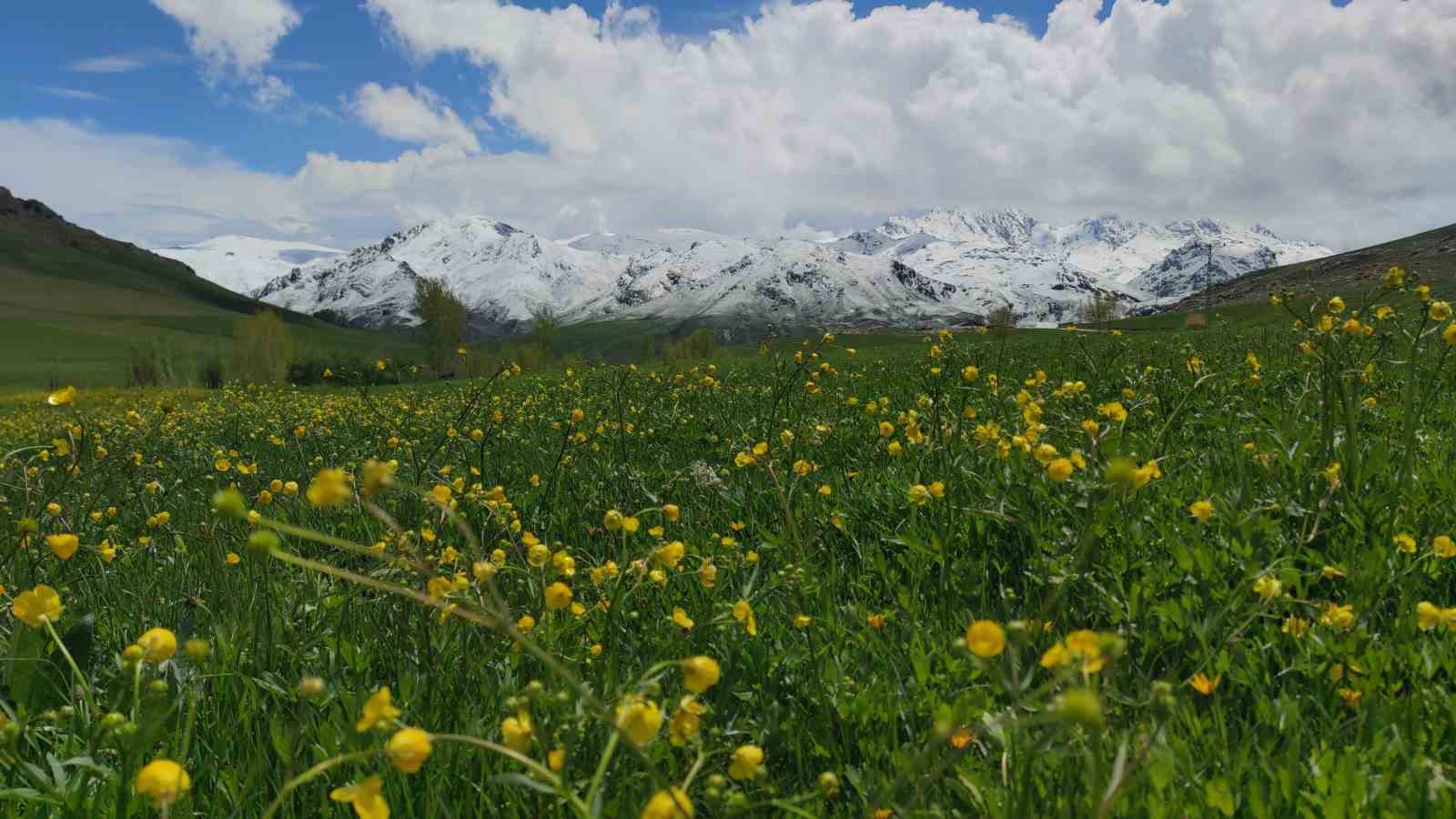 Van’ın dağlarında kış, ovalarında bahar güzelliği yaşanıyor