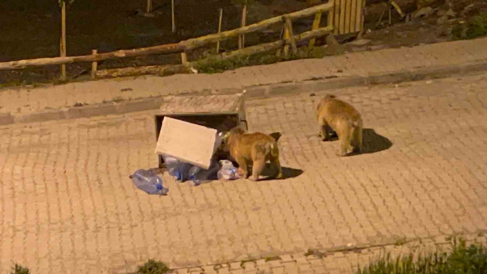 Sarıkamış’ta bozayılar sokaklarda cirit atıyor