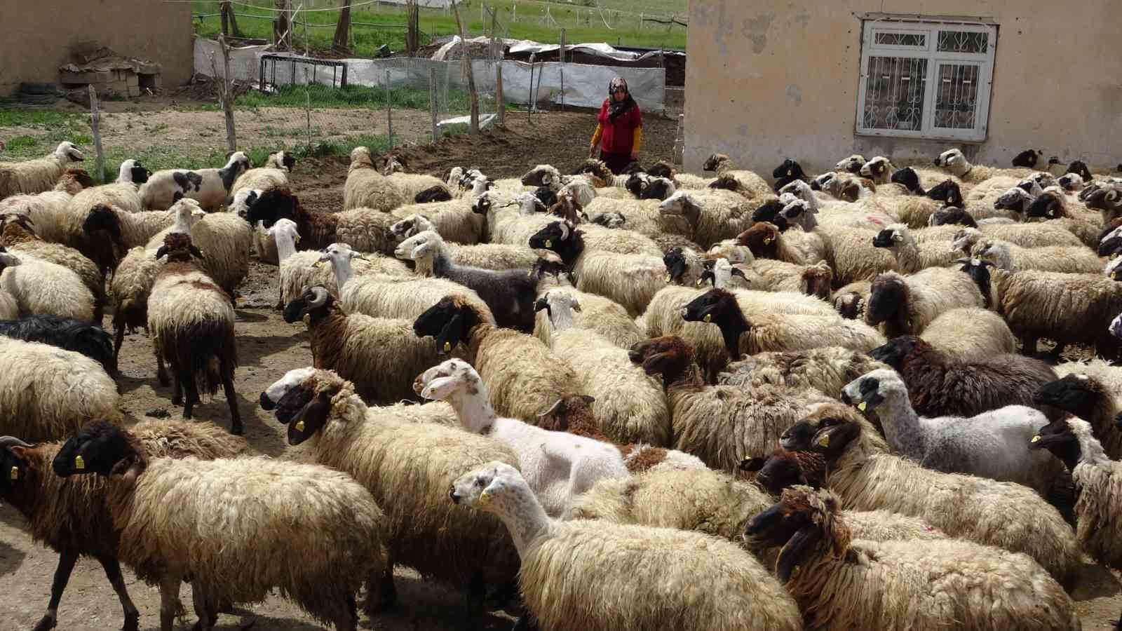 Van Valisi koyunlarla kuzuların renkli buluşmasını izledi