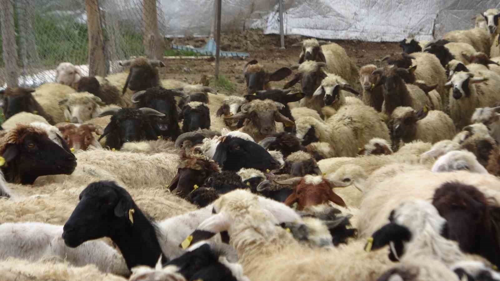 Van Valisi koyunlarla kuzuların renkli buluşmasını izledi