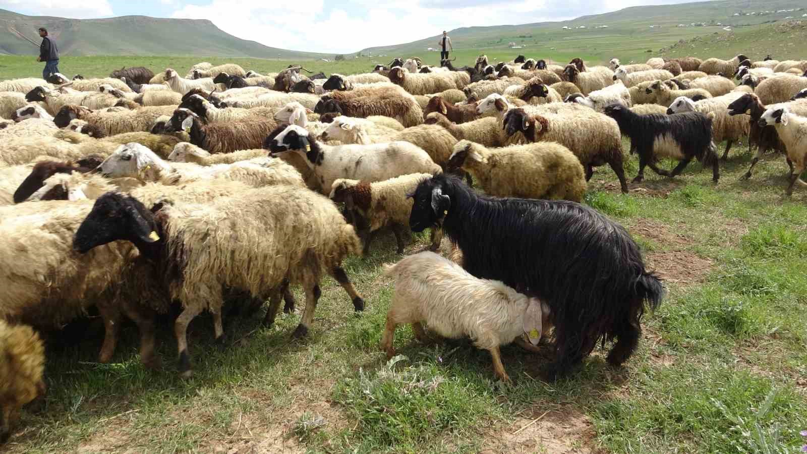 Van Valisi koyunlarla kuzuların renkli buluşmasını izledi