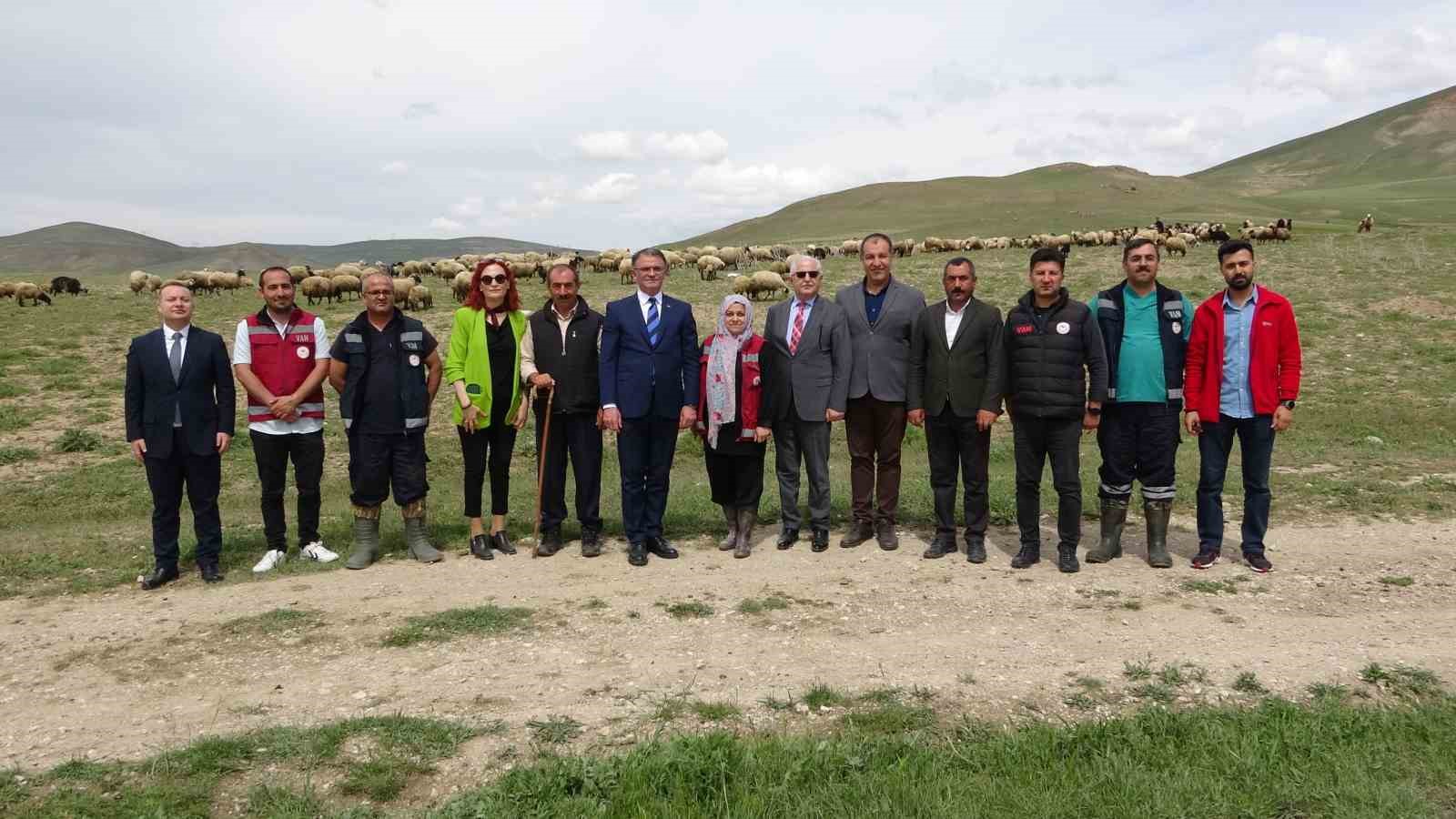 Van Valisi koyunlarla kuzuların renkli buluşmasını izledi