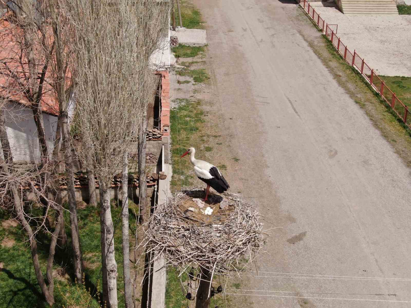 Yuvalarına dönen leylekler kuluçkaya yattı