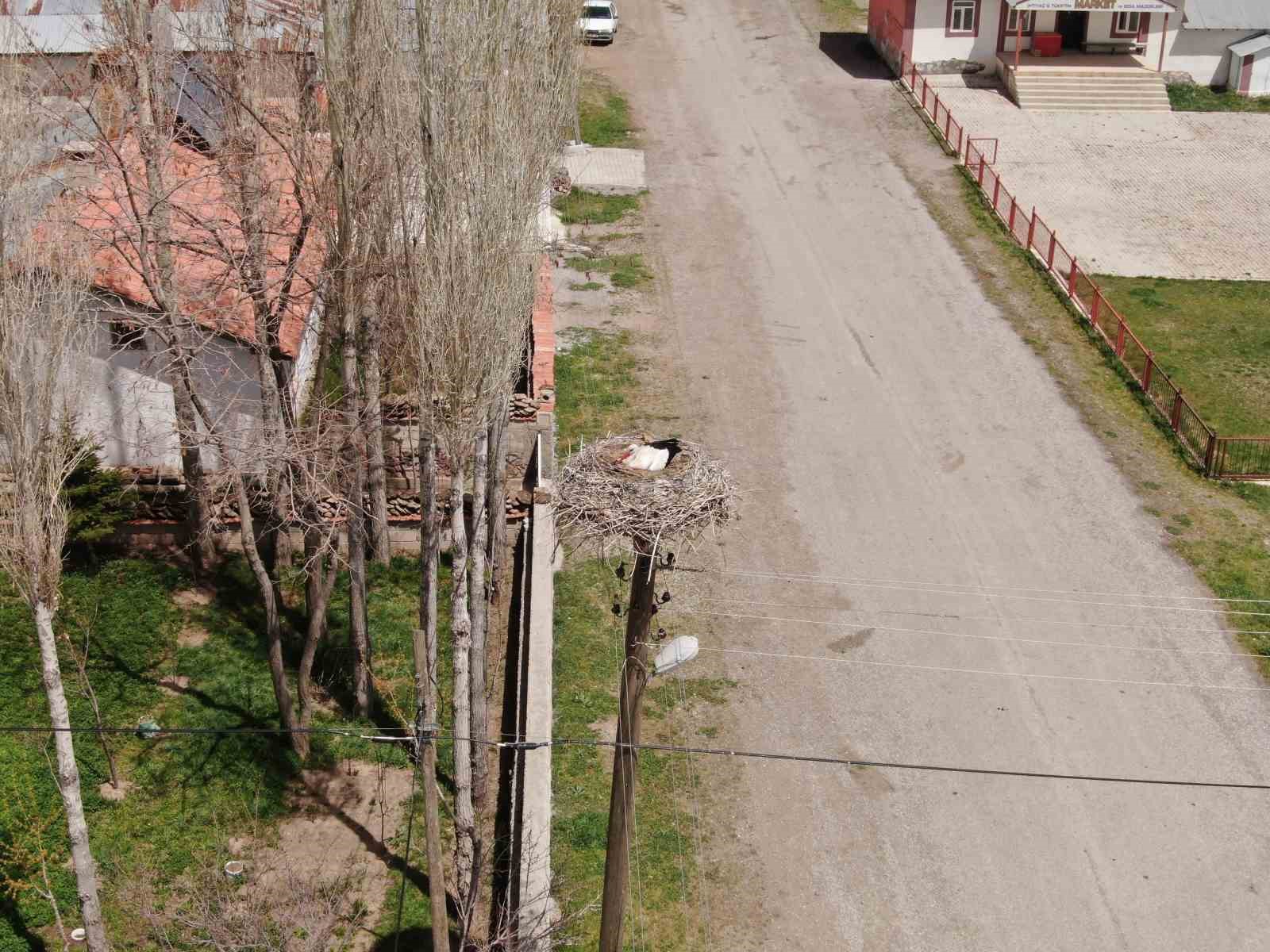 Yuvalarına dönen leylekler kuluçkaya yattı