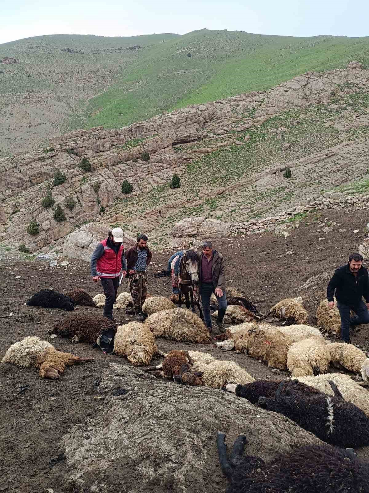 Başkale’de sürüye kurtlar saldırdı, 74 koyun telef oldu