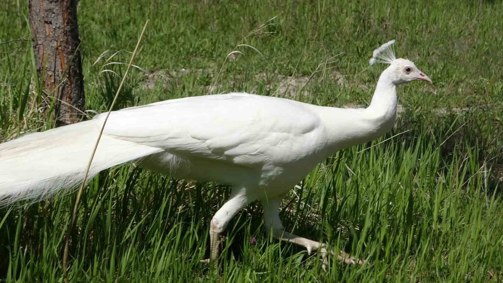 Tavus kuşları Van YYÜ’nün kalıcı misafirleri oldu