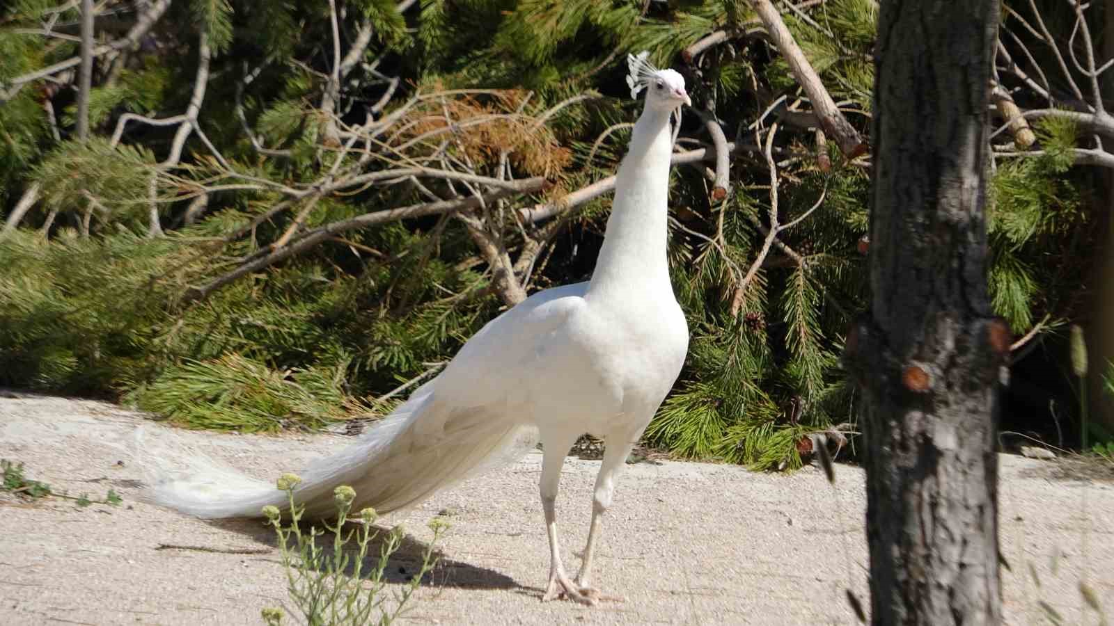 Tavus kuşları Van YYÜ’nün kalıcı misafirleri oldu