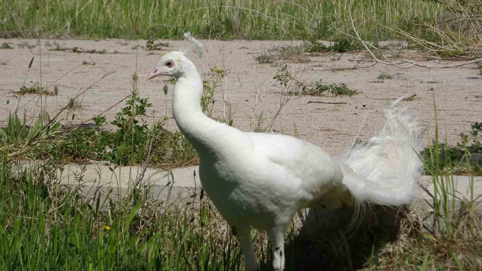 Tavus kuşları Van YYÜ’nün kalıcı misafirleri oldu