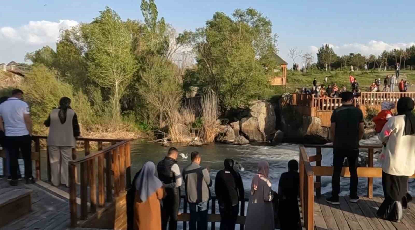 İnci kefalinin zorlu göçü başladı