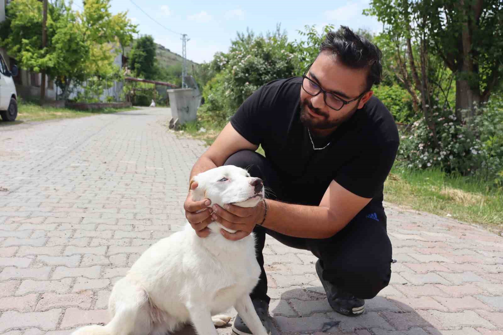 Bu da Van köpeği