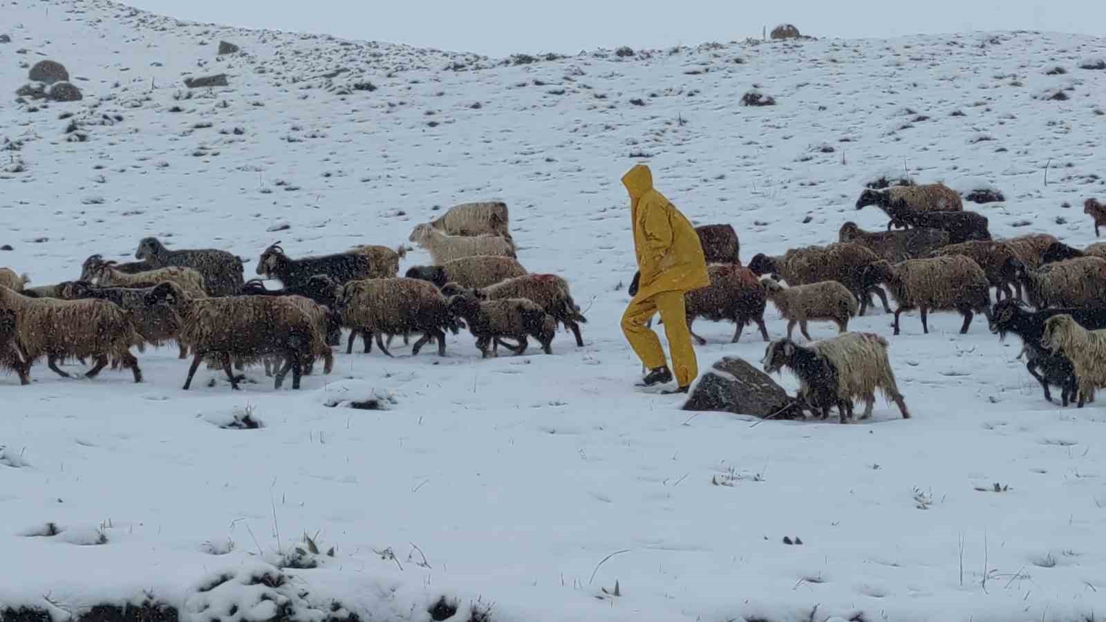 Kar yağışına yakalanan koyun sürüsü ağıllara geri dönmek zorunda kaldı