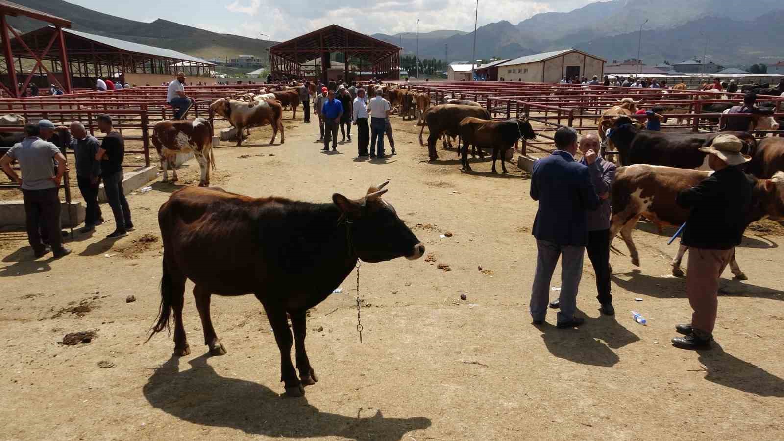 Uzmanlardan kurbanlık hayvanlardan bulaşabilen hastalıklar konusunda uyarı