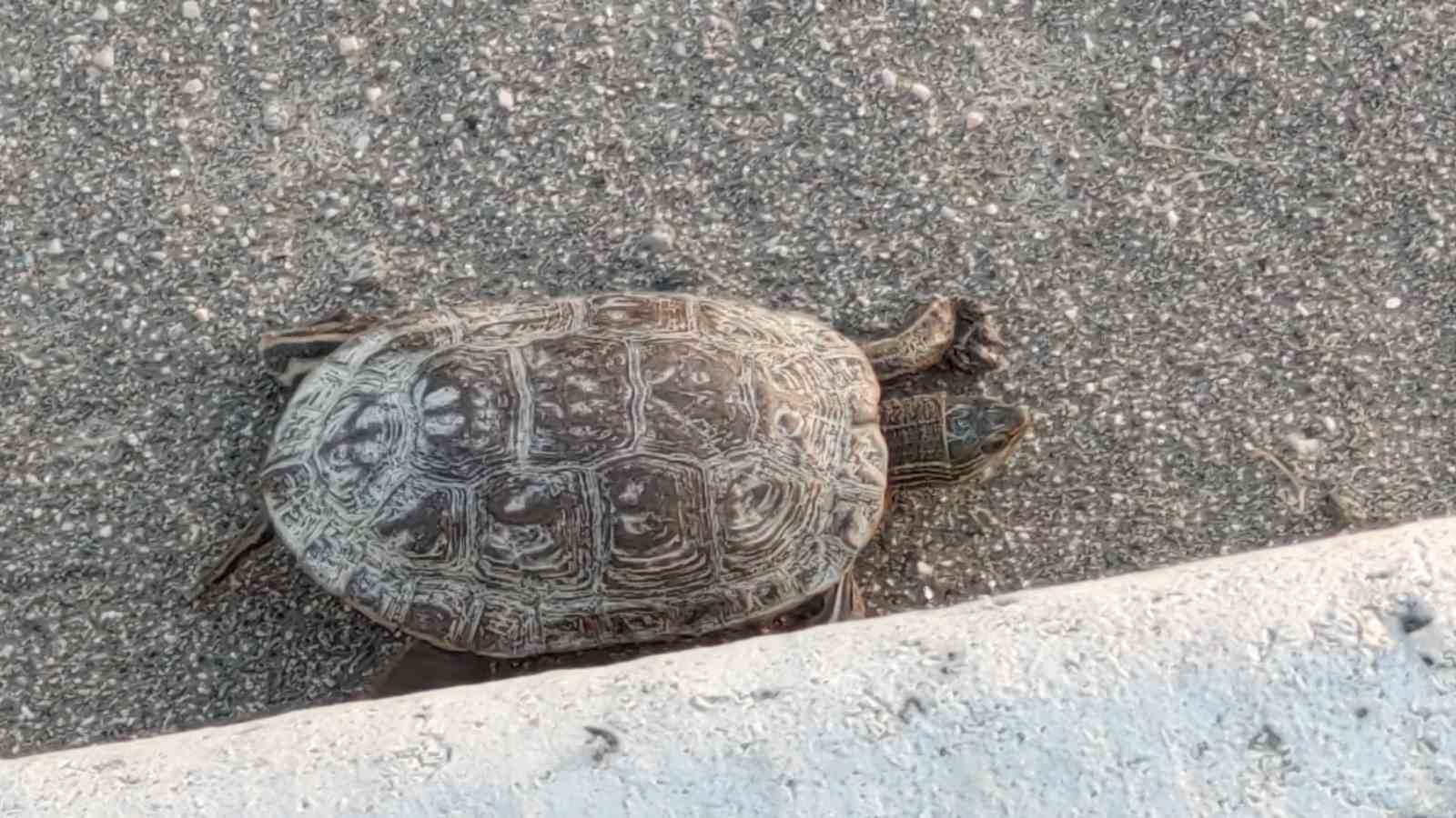 Yetkililer Vangölü sahil yolundaki kaplumbağa ölümleri ile ilgili harekete geçti