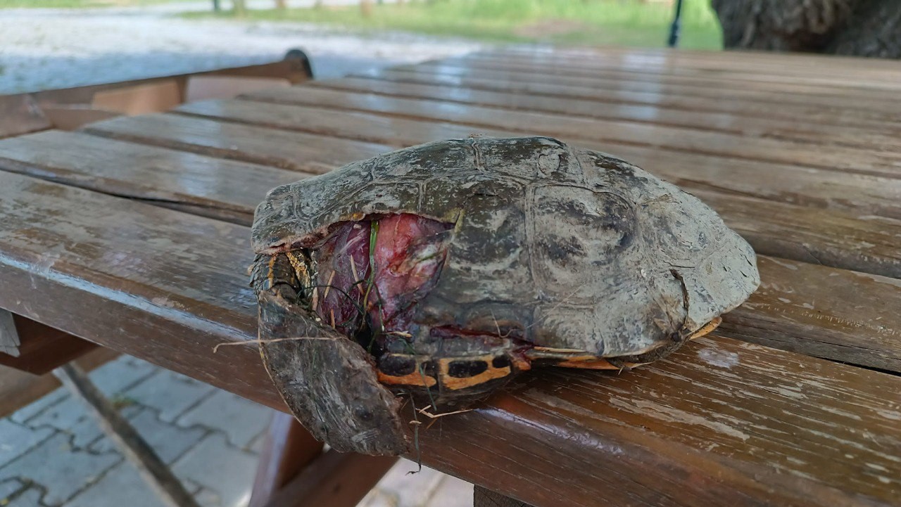 Yetkililer Vangölü sahil yolundaki kaplumbağa ölümleri ile ilgili harekete geçti