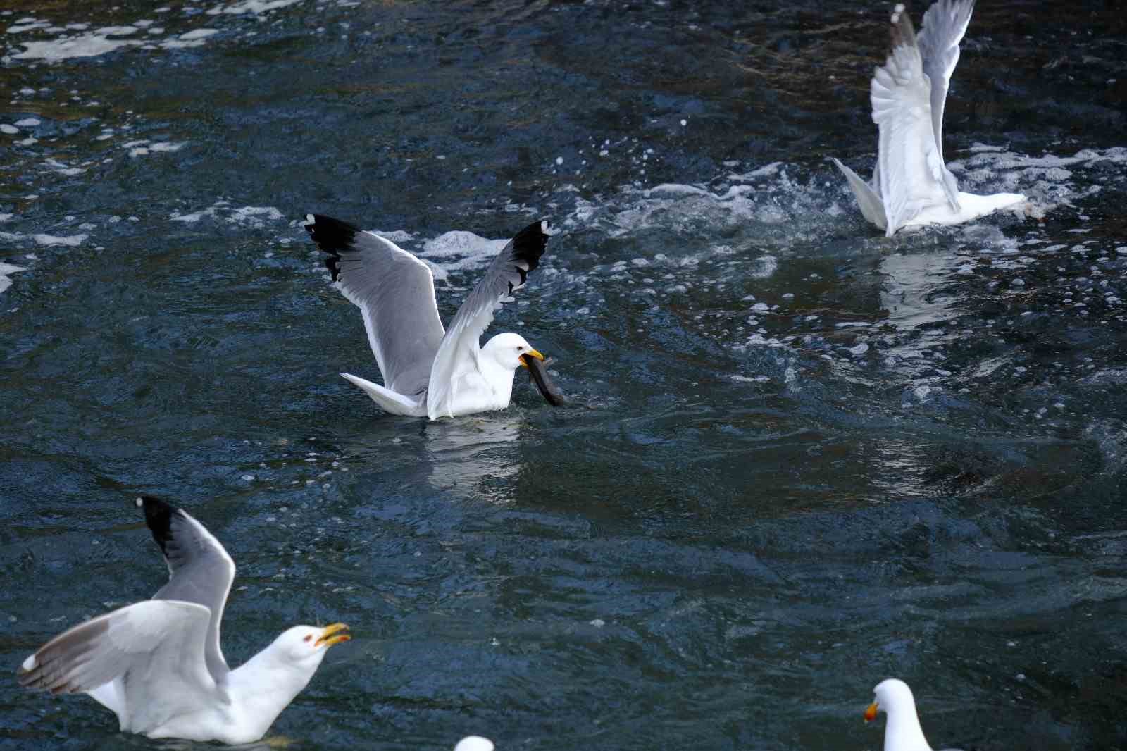 İnci kefallerin muhteşem göçü sorunsuz şekilde devam ediyor