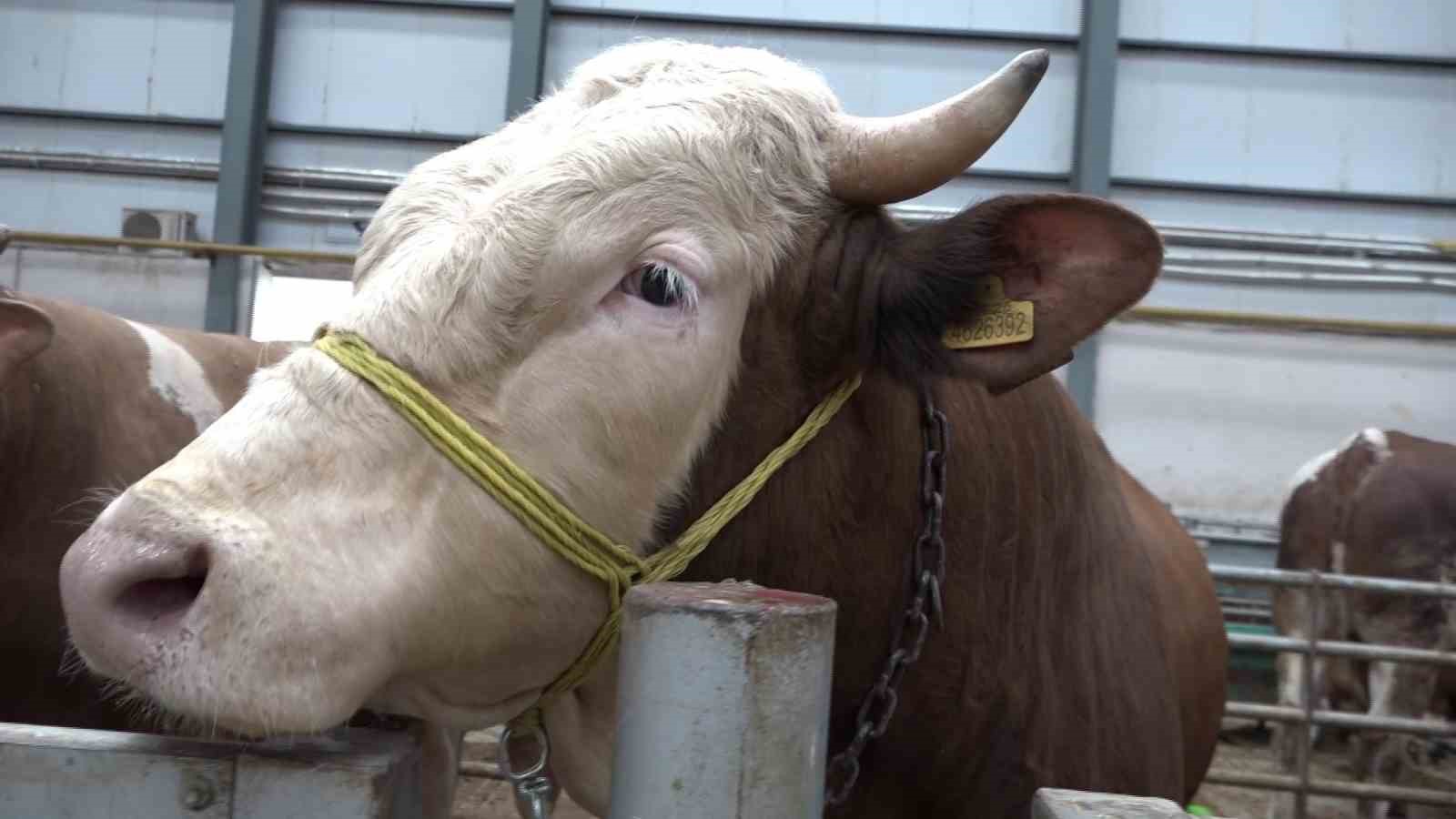 Kurban pazarında hareketlilik başladı