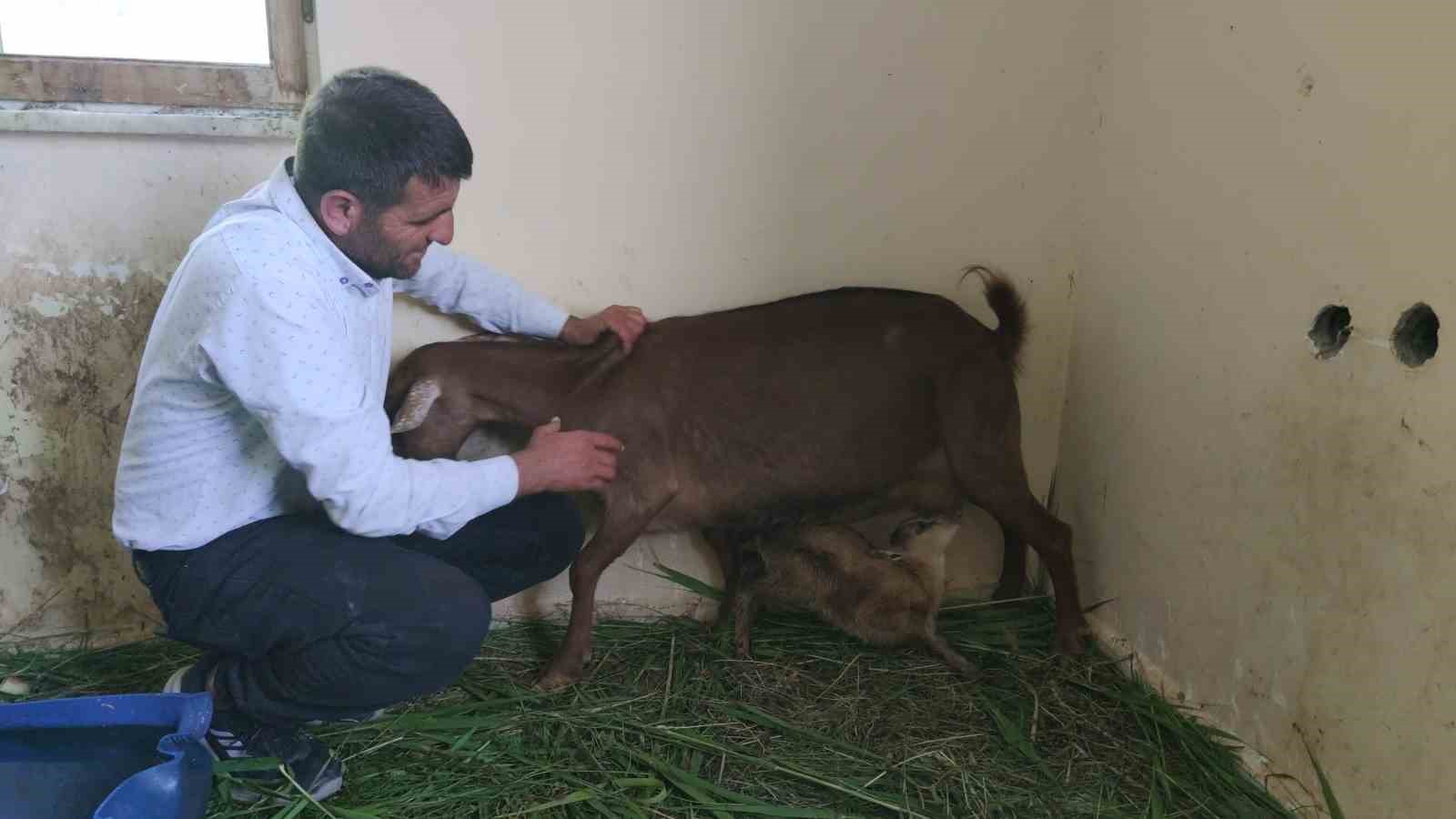 Yavru yaban keçileri süt anneye emanet