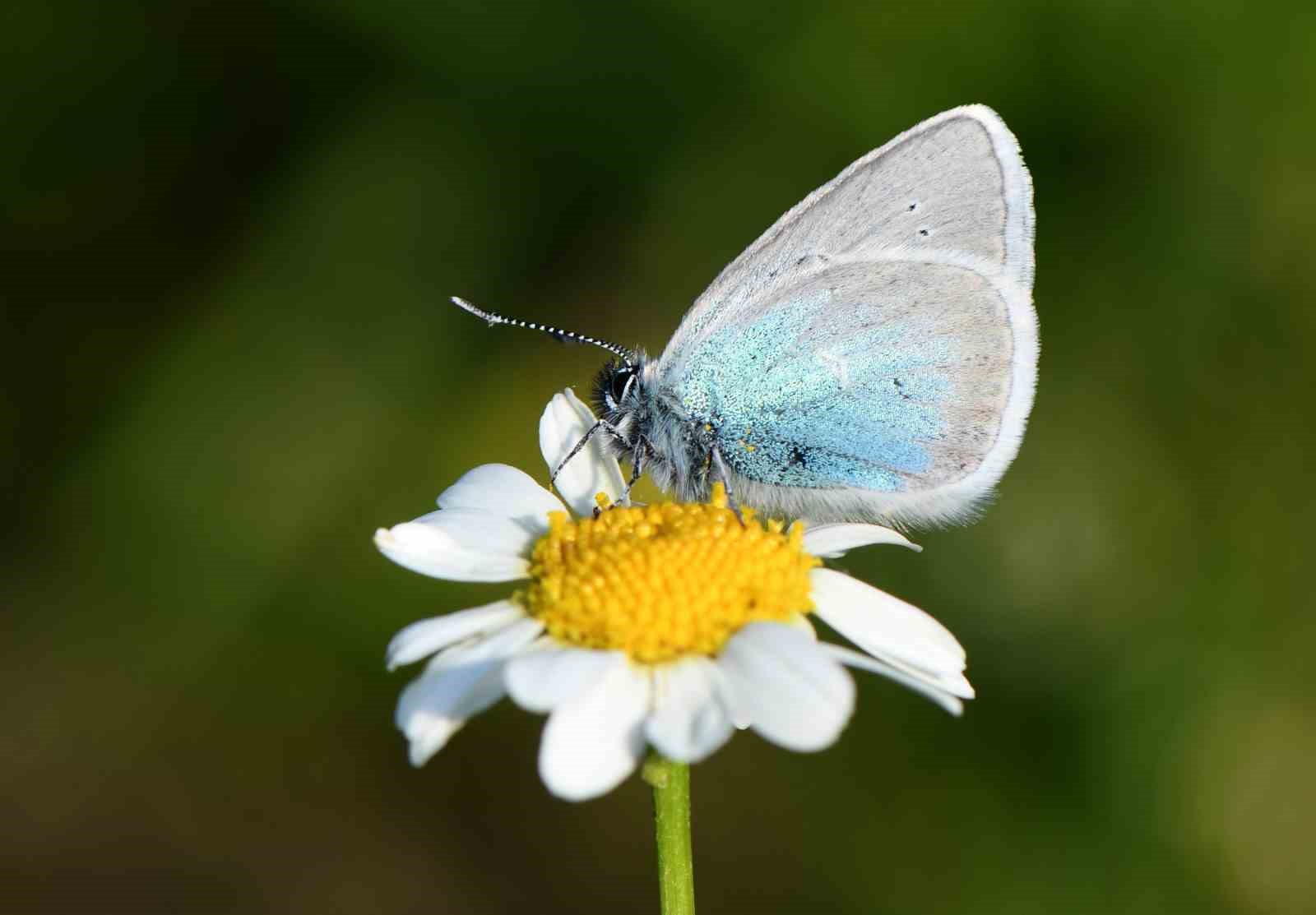 2 bin 150 rakımda endemik kelebek kaydı