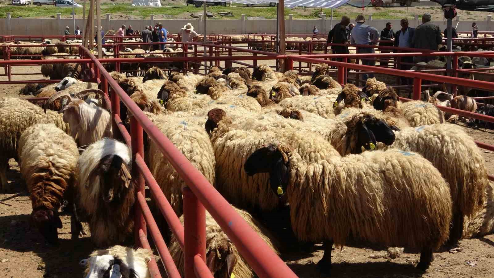 Van’da kurban pazarlarında sıkı pazarlıklar başladı