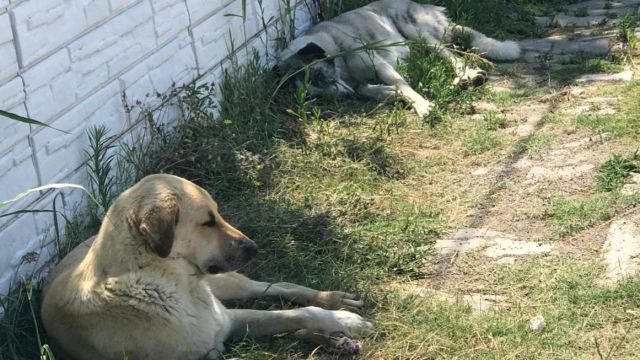 Başıboş köpeklere yönelik düzenlemede 