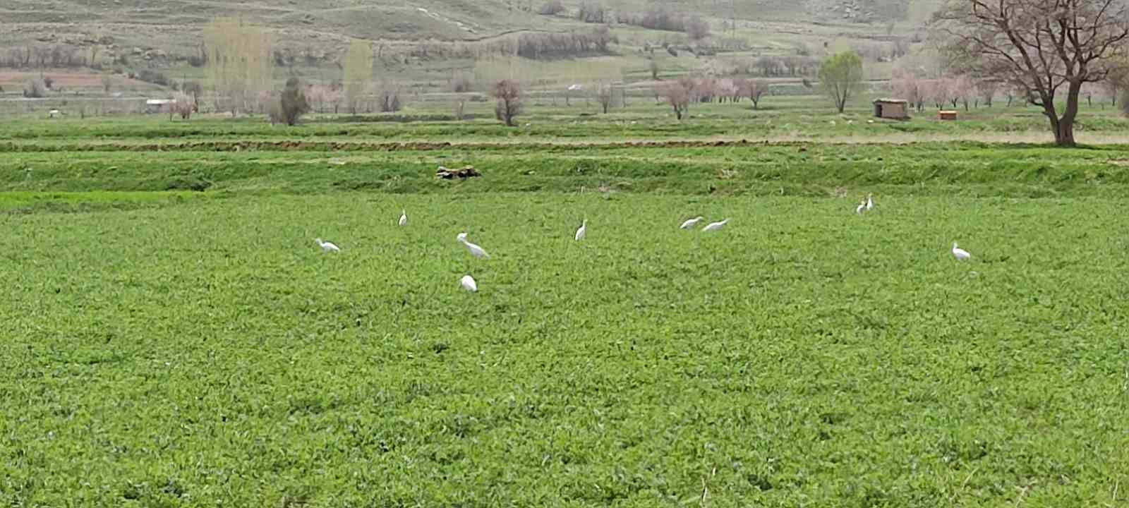 Doğa fotoğrafçıların sabırla çekecekleri o anı saatlerce bekliyor