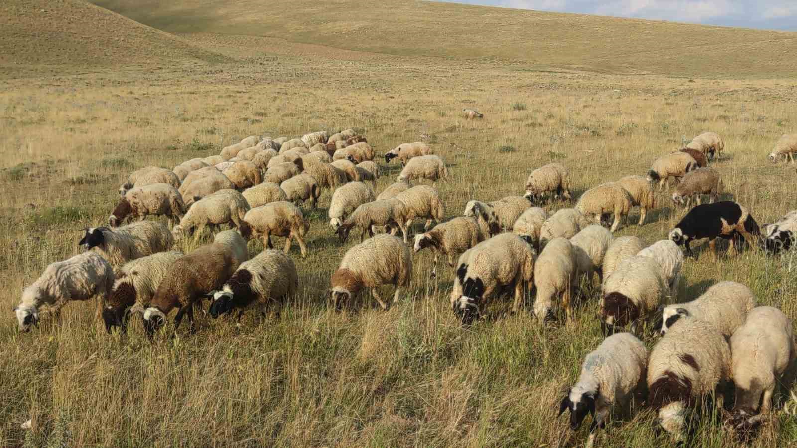 Koyunların üzerine konarak beslenen kuşlar ilginç görüntüler oluşturuyor