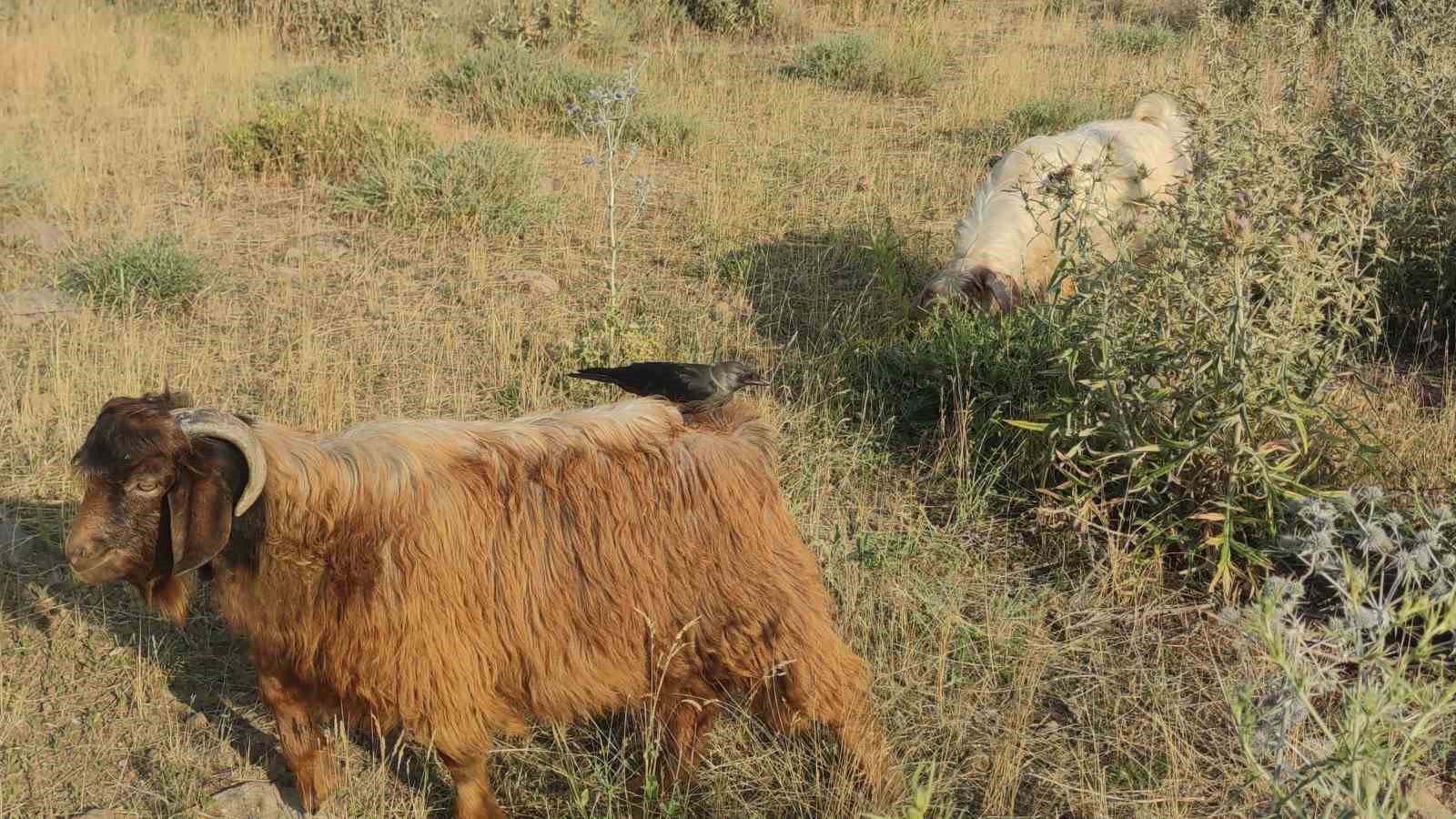 Koyunların üzerine konarak beslenen kuşlar ilginç görüntüler oluşturuyor