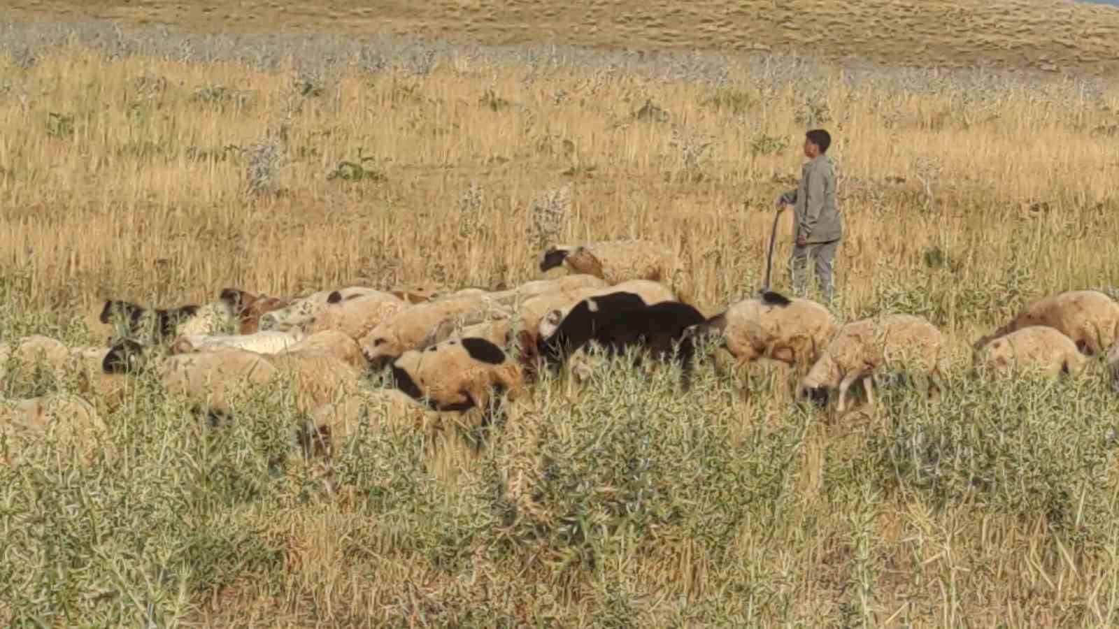 Koyunların üzerine konarak beslenen kuşlar ilginç görüntüler oluşturuyor