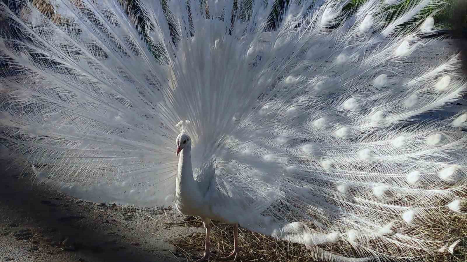 Tavus kuşları Van’ı sevdi