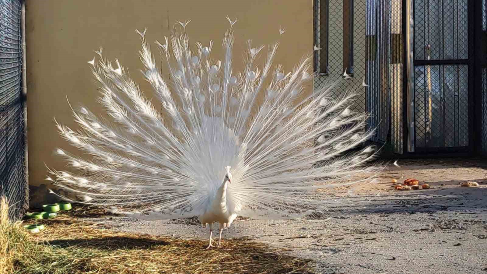 Tavus kuşları Van’ı sevdi