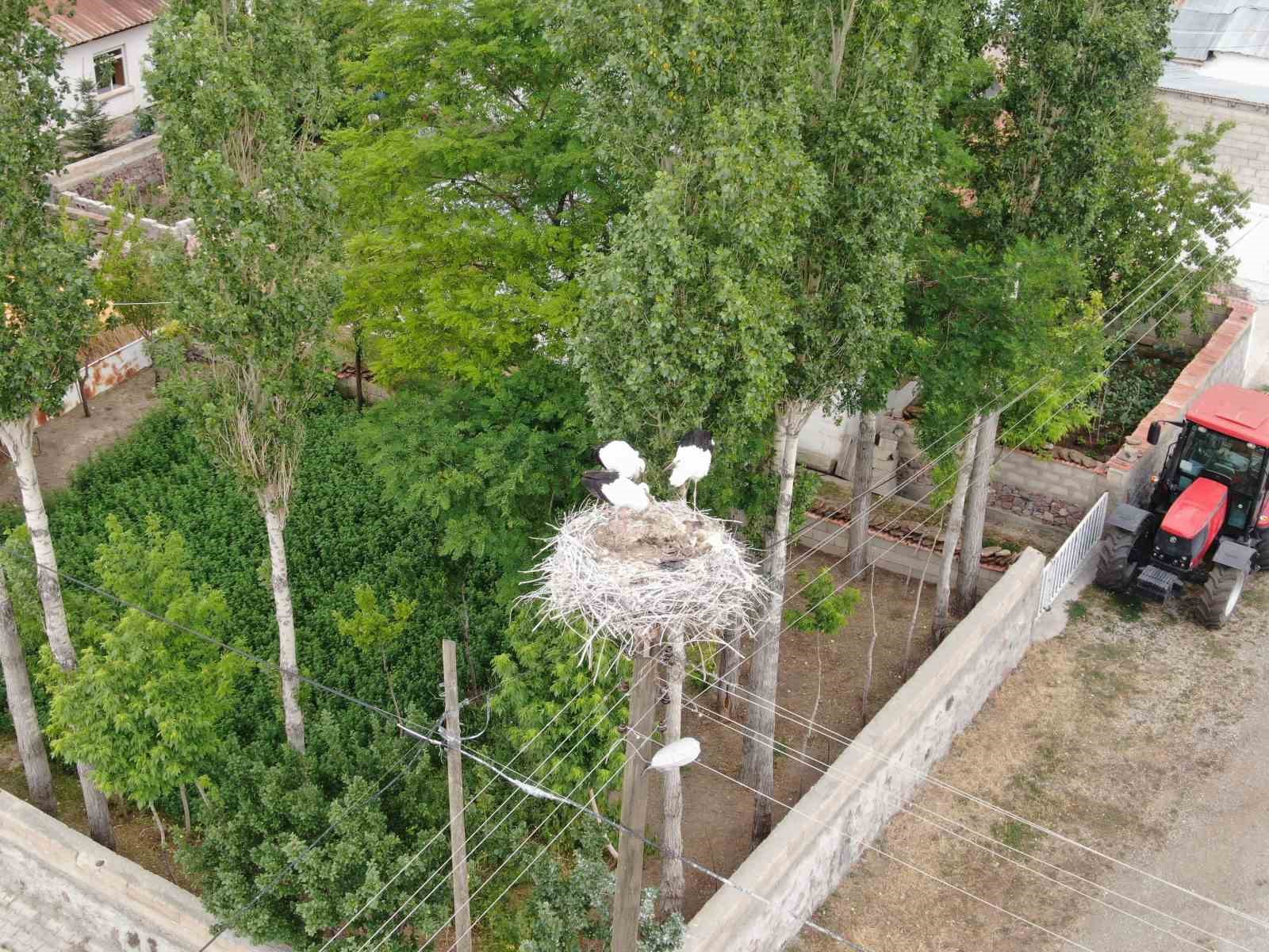 Yavru leylekler uçmaya hazırlanıyor