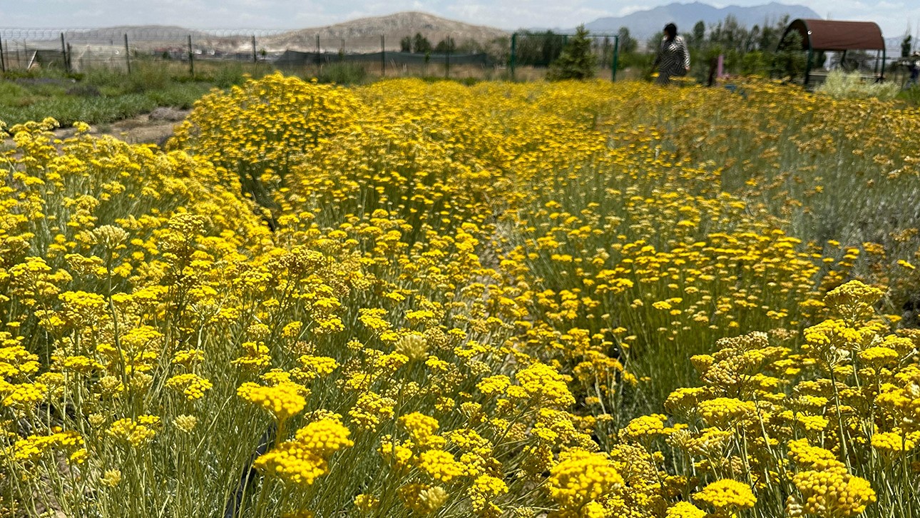 Van’da tıbbi bitkiler, doğal fotoğraf stüdyosuna döndü