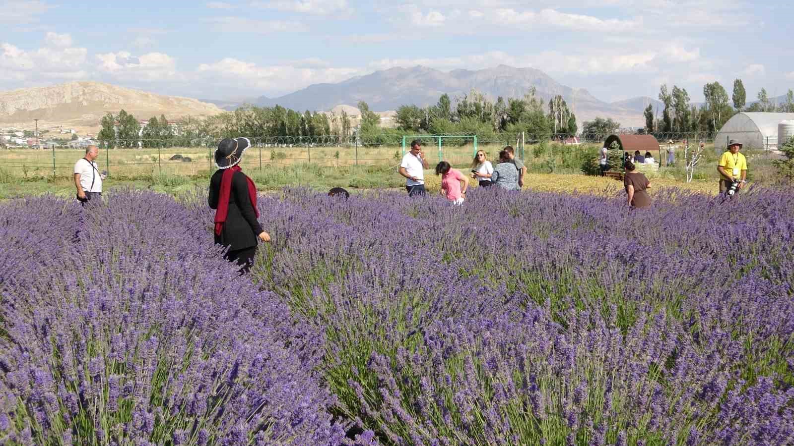 Van’da rengarenk tıbbi bitkilerin hasadı yapıldı