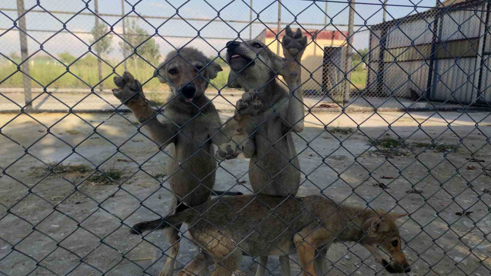 Tedavileri tamamlanan ve rehabilite edilen yaban hayvanlar doğaya salınmaya hazır