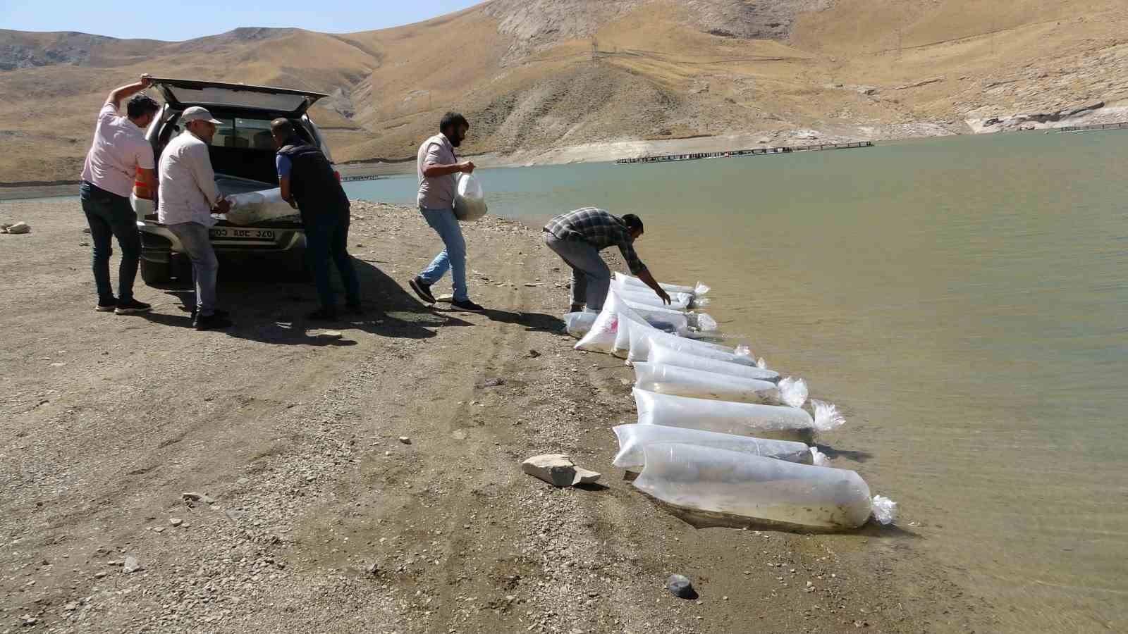 Van’da 400 bin yavru sazan göllere bırakıldı