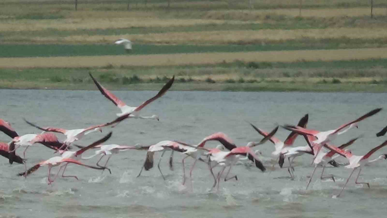 Van Gölü havzasının narin misafirlerinin ilk kafilesi geldi