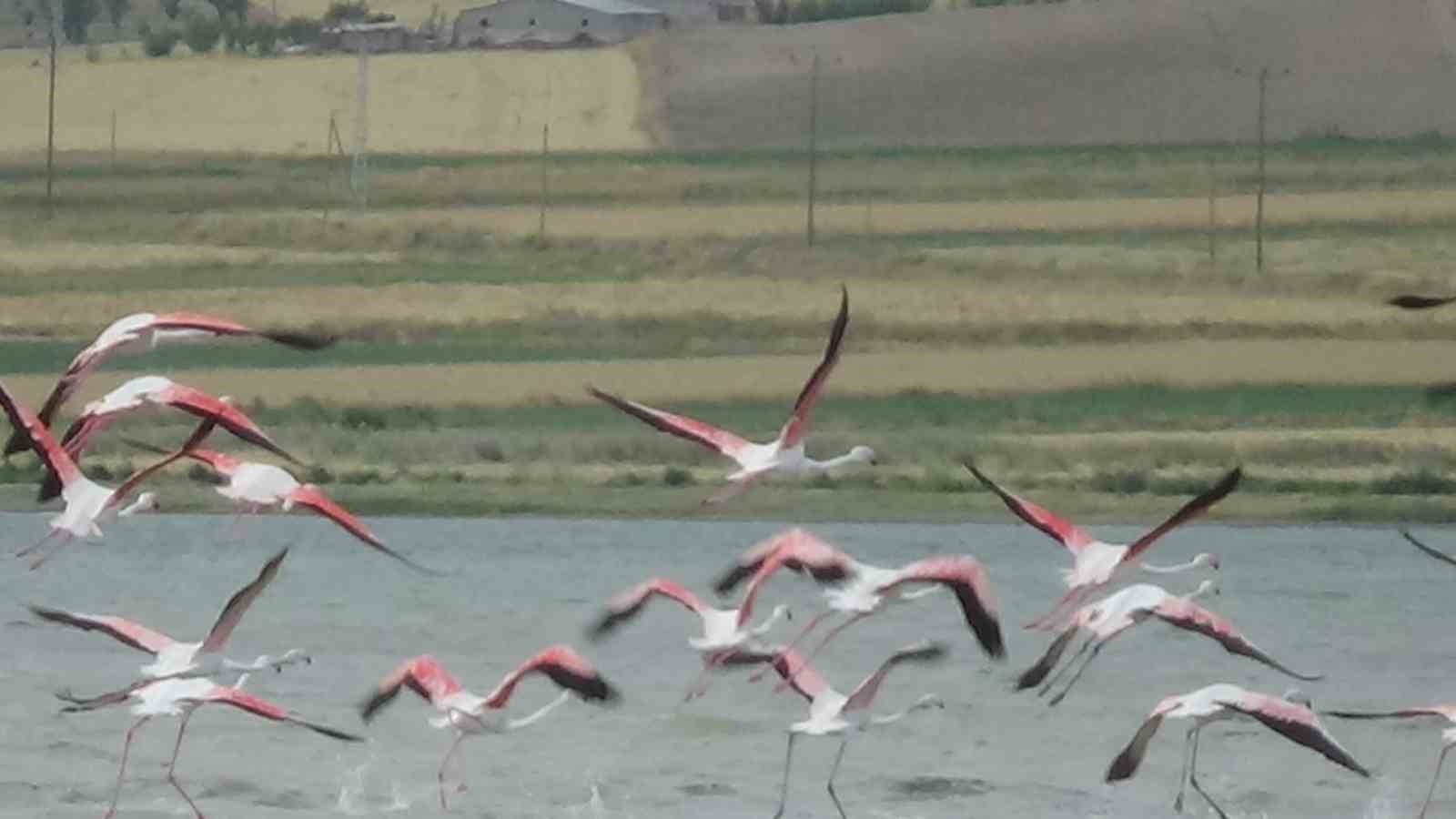 Van Gölü havzasının narin misafirlerinin ilk kafilesi geldi