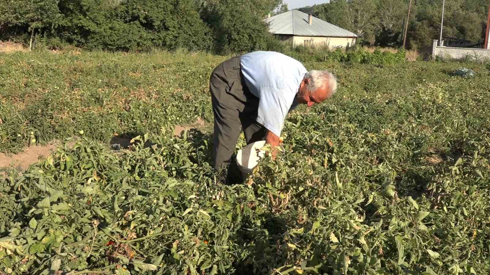 Ata tohumuyla yıllardır domates yetiştiriyor