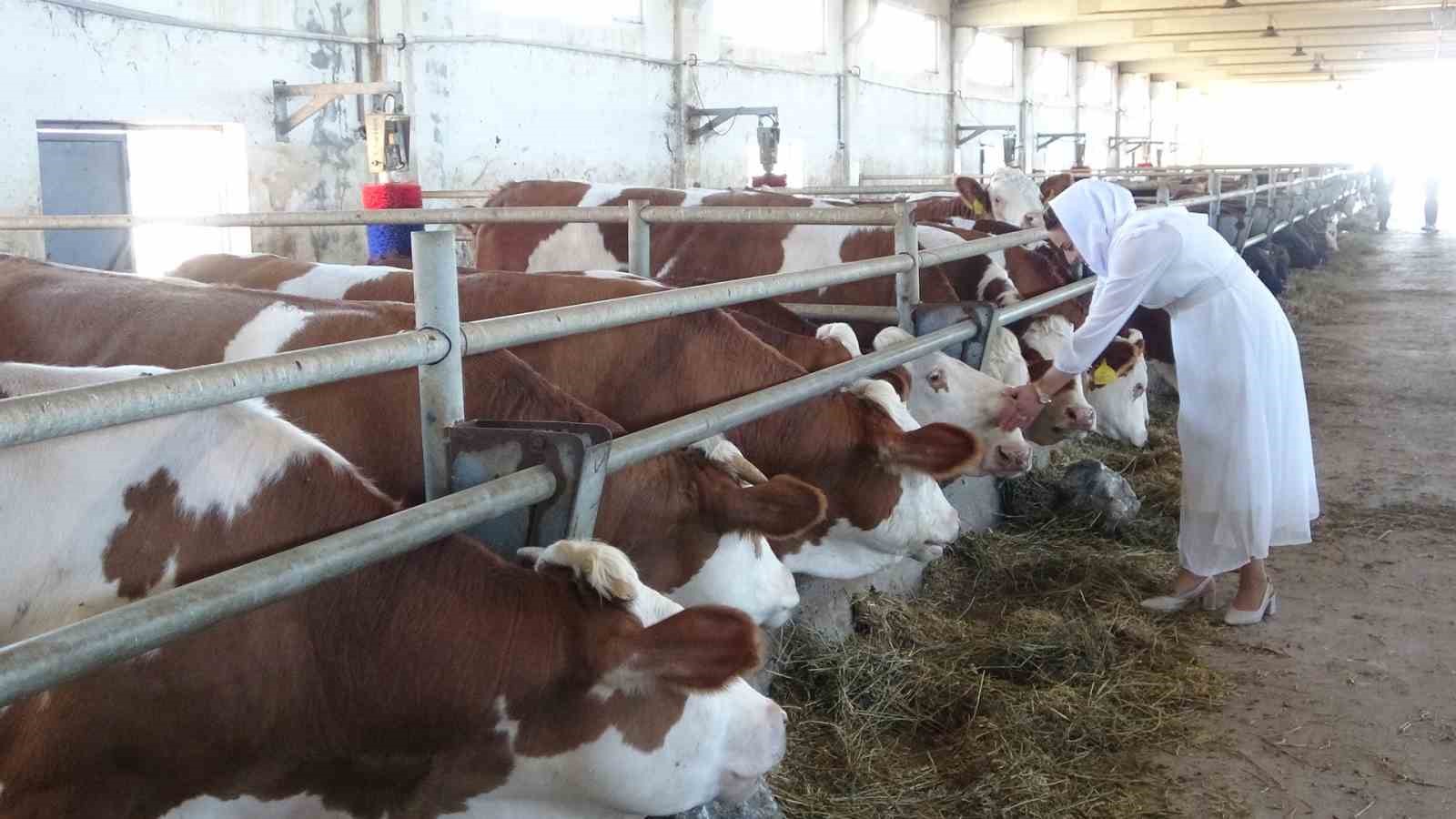 Devletten aldığı destekle hayalini gerçekleştirip kendi çiftliğini kurdu